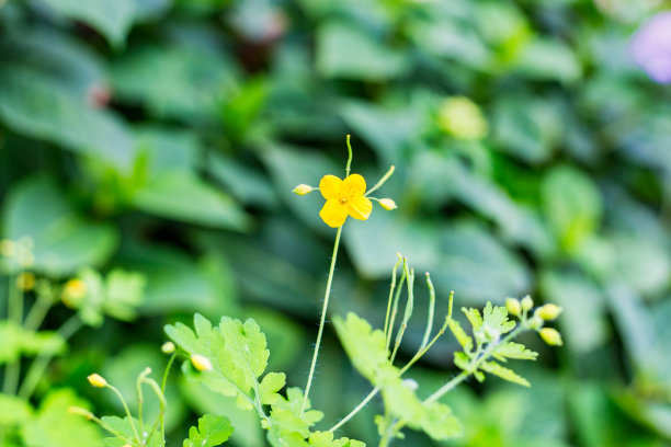 各种植物花卉标签照片图片下载