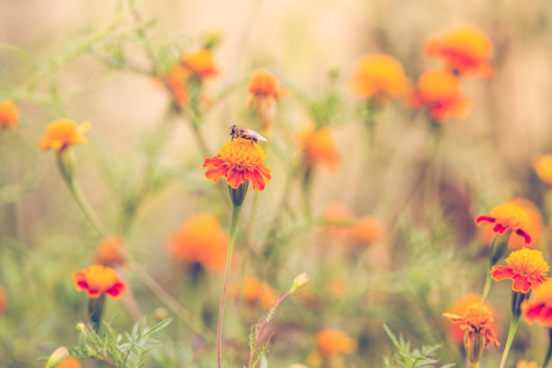 秋天的背景与橙色的金盏花图片下载