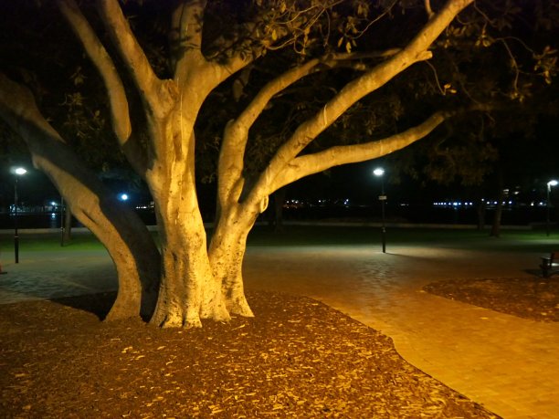 海滩无花果图片下载