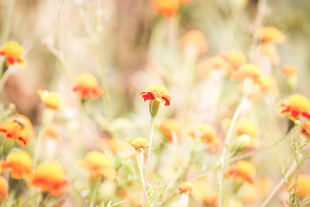 秋天的背景与橙色的金盏花图片下载