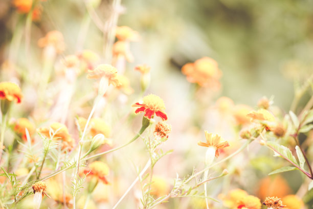 秋天的背景与橙色的金盏花图片下载