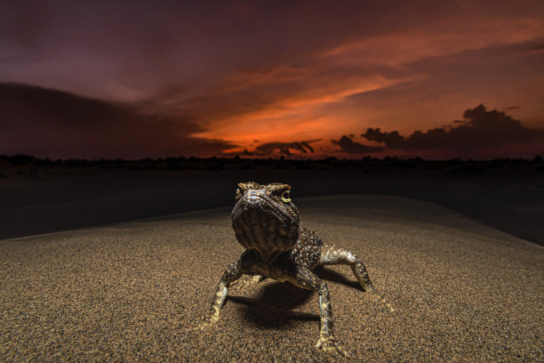 才华横溢的蜥蜴! !图片下载
