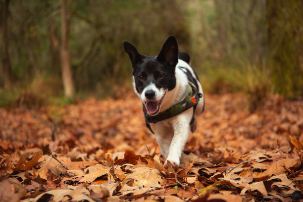 边境杰克小狗享受公园图片下载