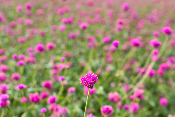 各种植物花卉标签照片图片下载