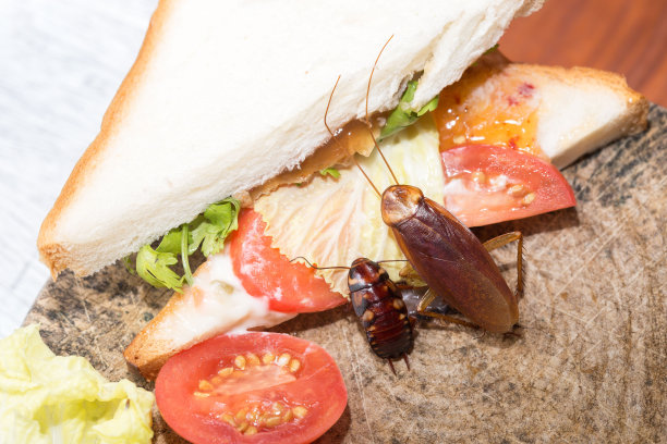 房子里的问题在于厨房里住着蟑螂。蟑螂在木板上吃全麦面包的背景。图片下载