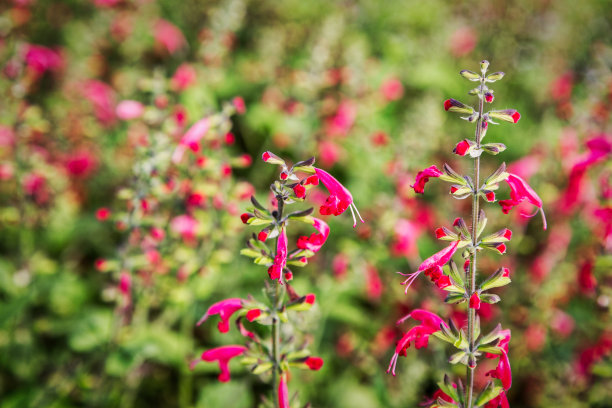 各种植物花卉标签照片图片下载