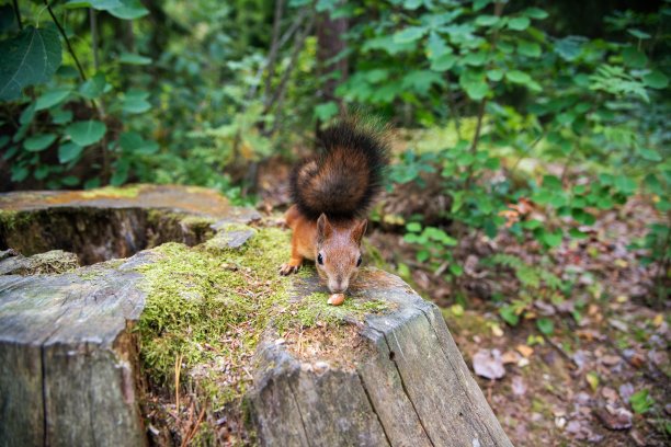 森林里可爱的小红松鼠图片下载