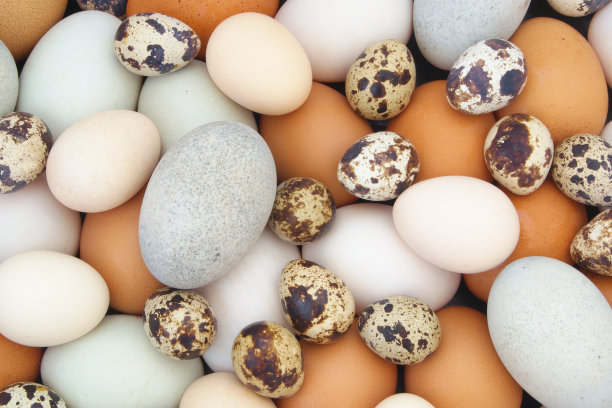 背景不同的蛋图片下载