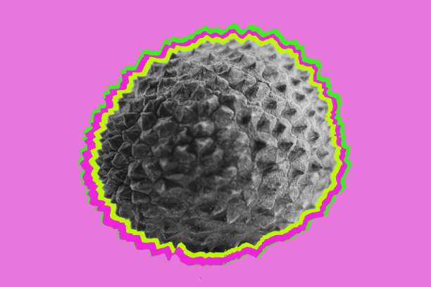 新鲜荔枝近距离图片下载