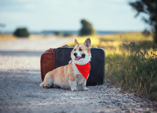 夏日里，可爱的小狗柯基坐在乡村公路上的两个旧行李箱上等待运输图片下载