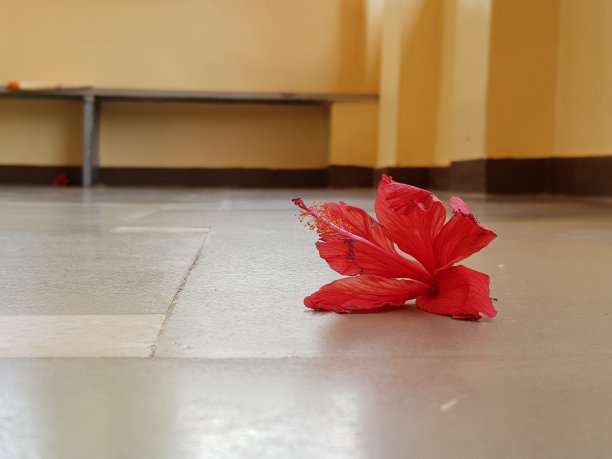 堕落的天使-红色的芙蓉花图片下载