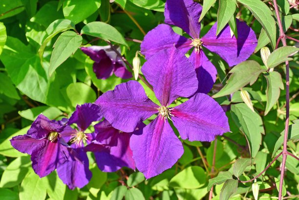 五颜六色的鲜花图片下载