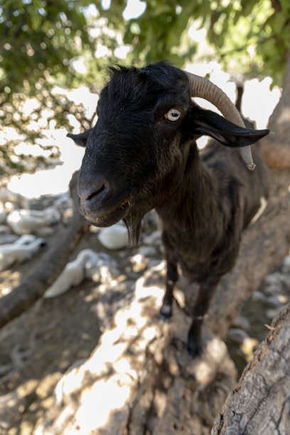 在山上吃草的动物图片下载