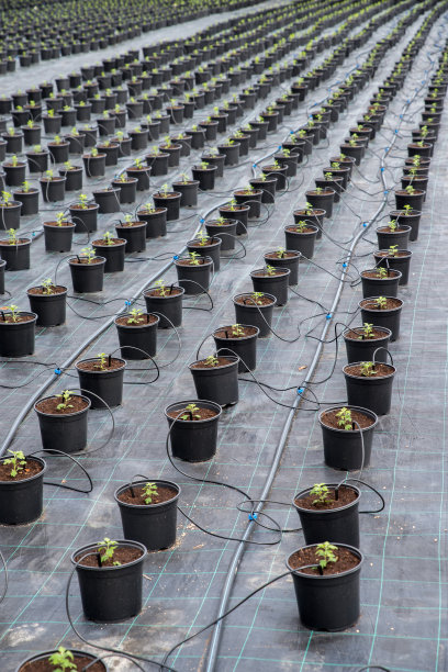 温室地面覆盖。园林浇水系统，盆栽花卉灌溉。菊花苗圃种植。图片下载