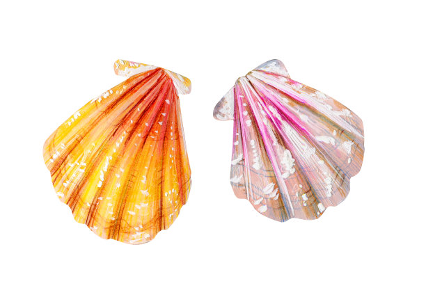 一对孤立的海扇贝。图片下载