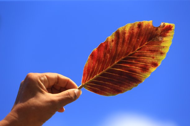 干手龙脑和蓝天为背景图片下载