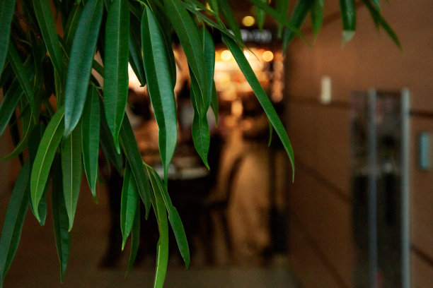 咖啡馆背景上的绿叶特写。背景是室内的咖啡馆，黄色的灯光。咖啡馆和餐厅内部的绿色植物。生态内部。图片下载