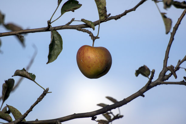 绿色的苹果。图片下载