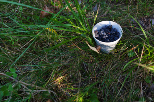 新鲜有机森林野生黑莓或悬钩子杯。被称为欧洲露莓图片下载