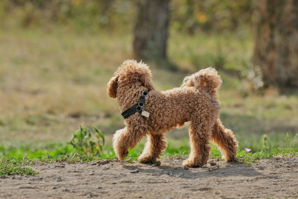 城市公园里的狗图片下载