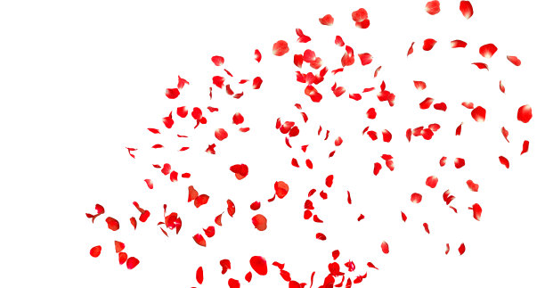 玫瑰花瓣的形象图片下载