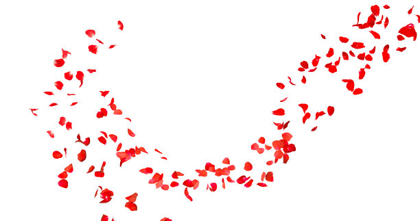 玫瑰花瓣的形象图片下载