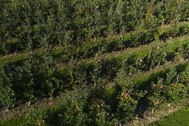 从上面看果园里的苹果树图片下载