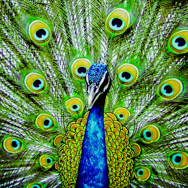 孔雀色彩丰富的社交媒体背景图片下载