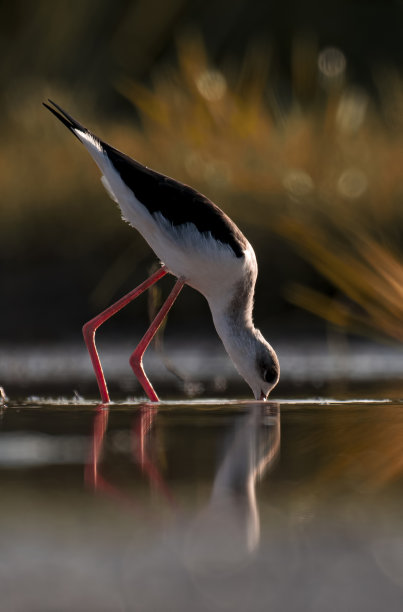 日出时分，黑翅高跷长腿水鸟在湖中漫步。图片下载