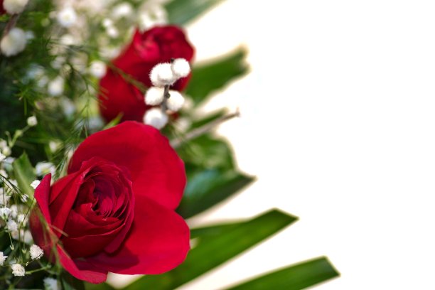白色背景上的红玫瑰图片下载