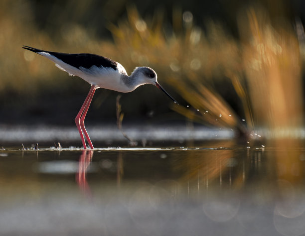 日出时分，黑翅高跷长腿水鸟在湖中漫步。图片下载
