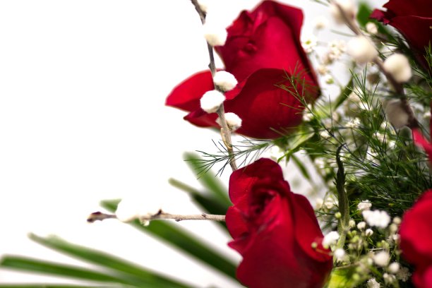 白色背景上的红玫瑰图片下载