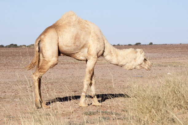骆驼图片下载