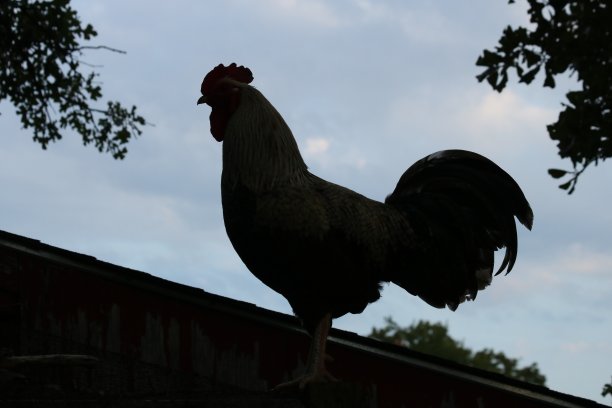 公鸡剖面轮廓图片下载