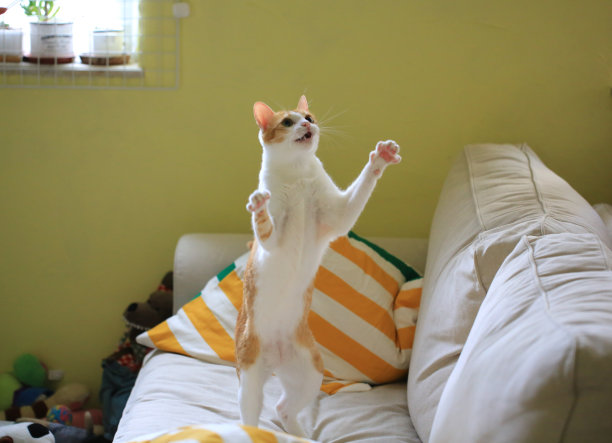 姜猫准备抓住猎物或挑逗玩具图片下载