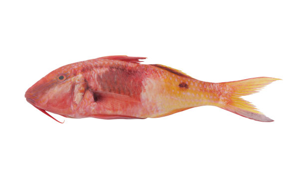 孤立的红鲻鱼图片下载