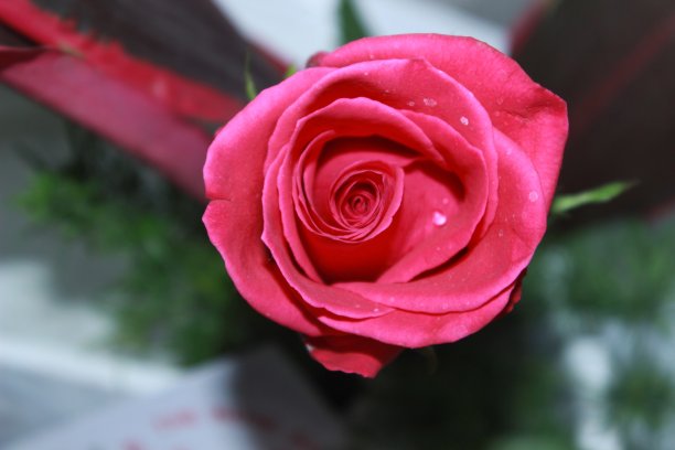 浦那的深粉色玫瑰特写图片下载