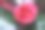 浦那的深粉色玫瑰特写图片下载