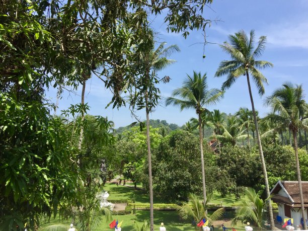 热带花园图片下载