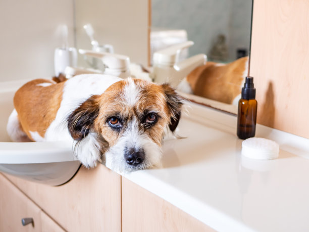 小狗躺在浴室的洗脸盆里素材图片