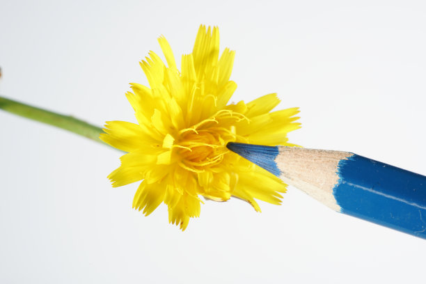 人工给花施肥以产生特殊的品种图片下载