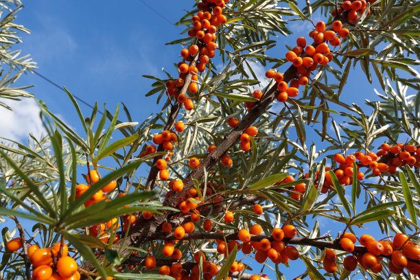 蓝天下成熟的沙棘浆果图片下载