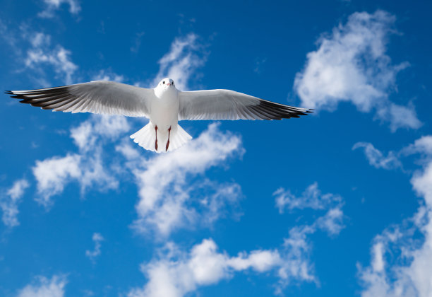 海鸥在天空中飞翔的照片/海鸟的图片图片下载