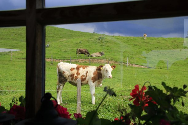 透过窗户拍摄的小牛。图片下载