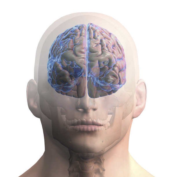 在白色背景上的人头和大脑的正面视图图片下载