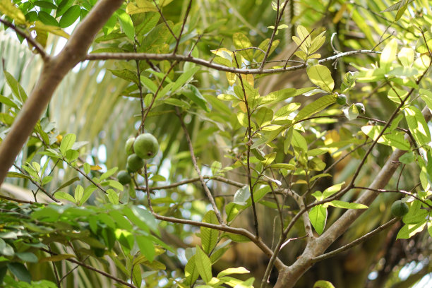 树上长着绿色的芒果。亚洲的素食水果。自然背景。库存图片图片下载