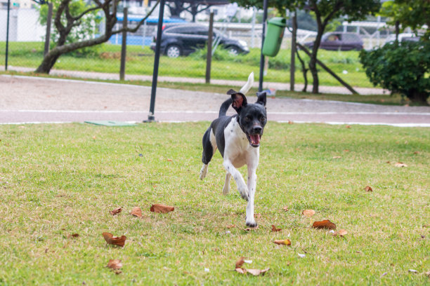 美丽的春天肖像可爱的黑色巴西梗狗在盛开的公园图片下载