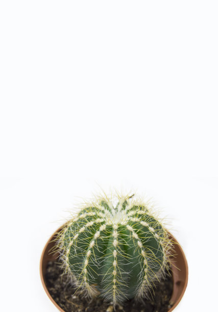 白色背景上的仙人掌。花盆里的绿色家居植物。垂直照片图片下载
