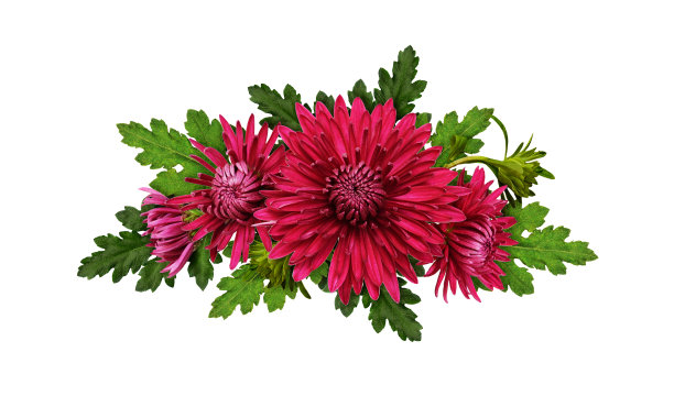 紫色菊花排成一行图片下载