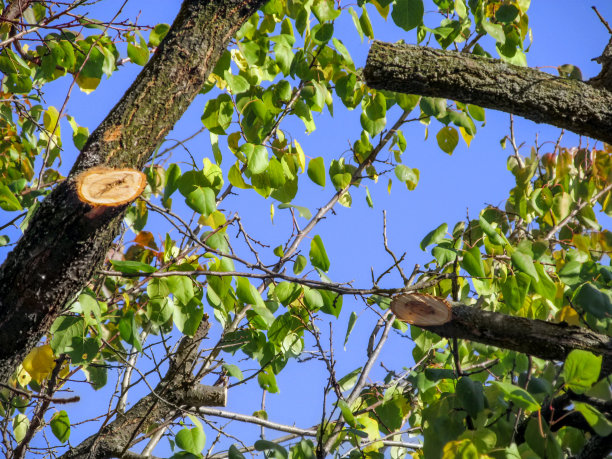 果树树干上被锯断的树枝所造成的伤口图片下载